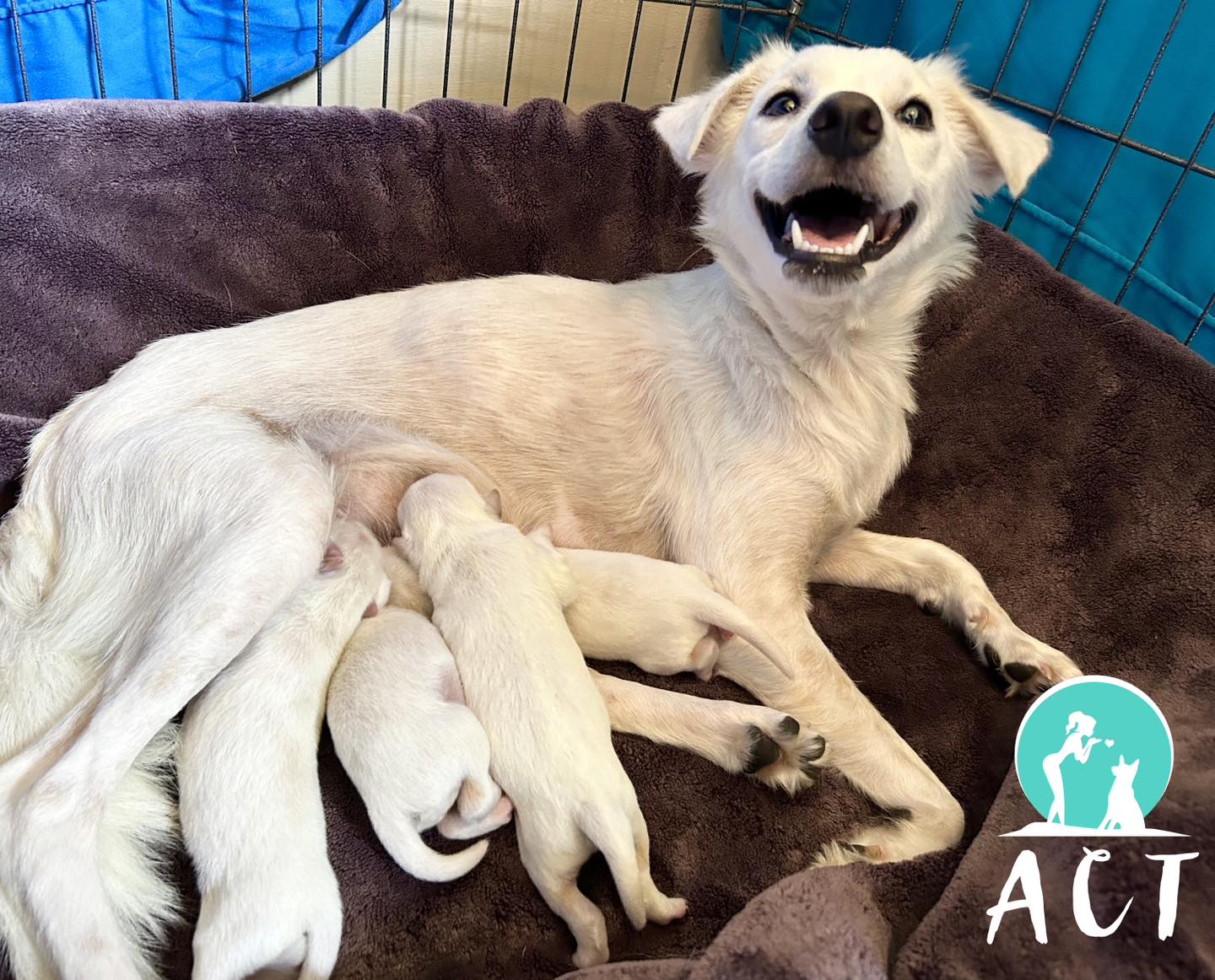 Sponsor a Rescue Dog