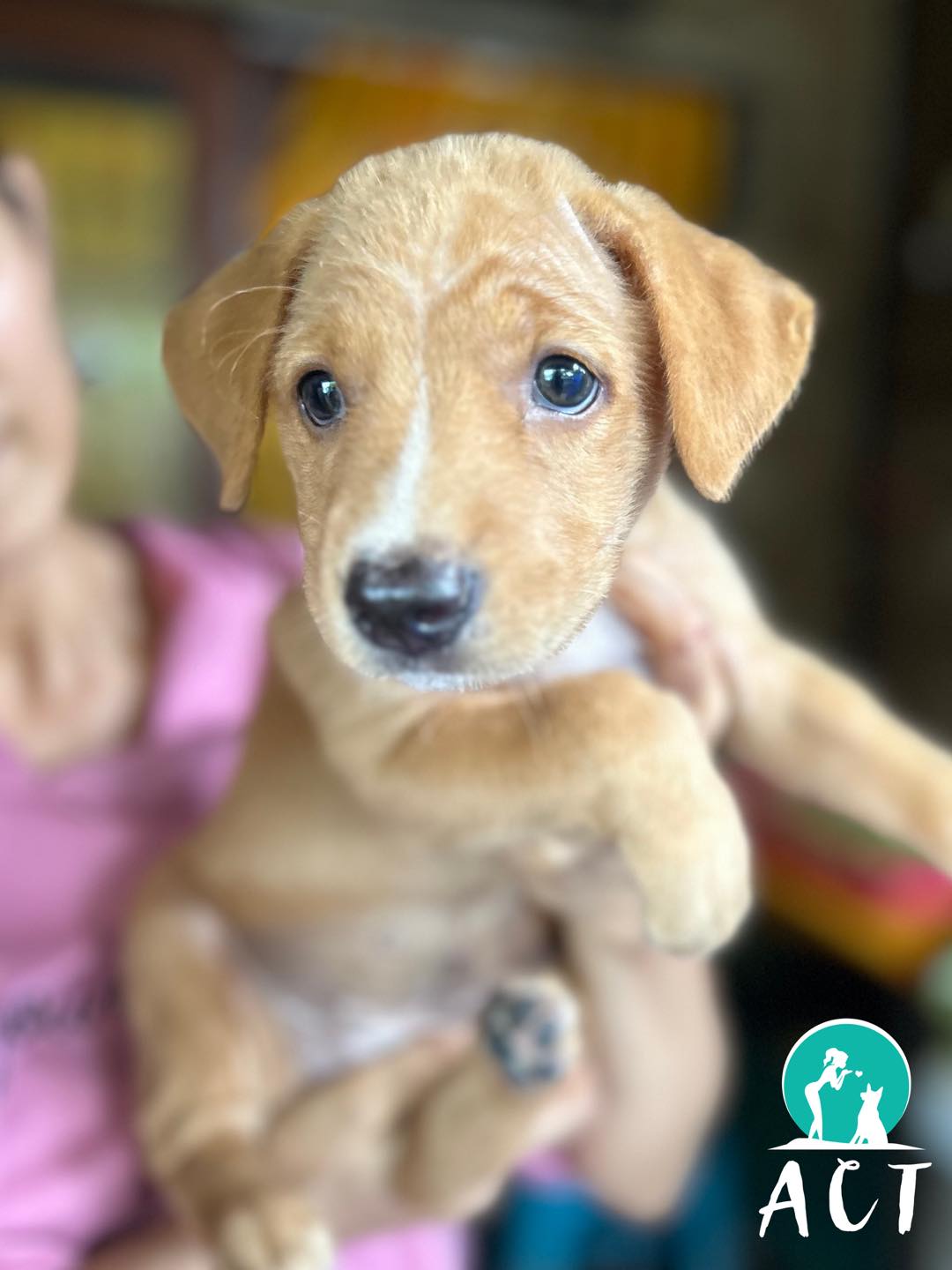 Contribute to the Dogs ๐พ