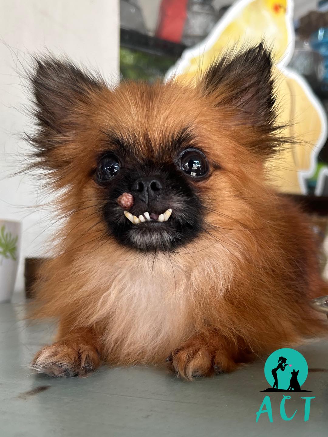 Sponsor a Rescue Dog - 3 Months