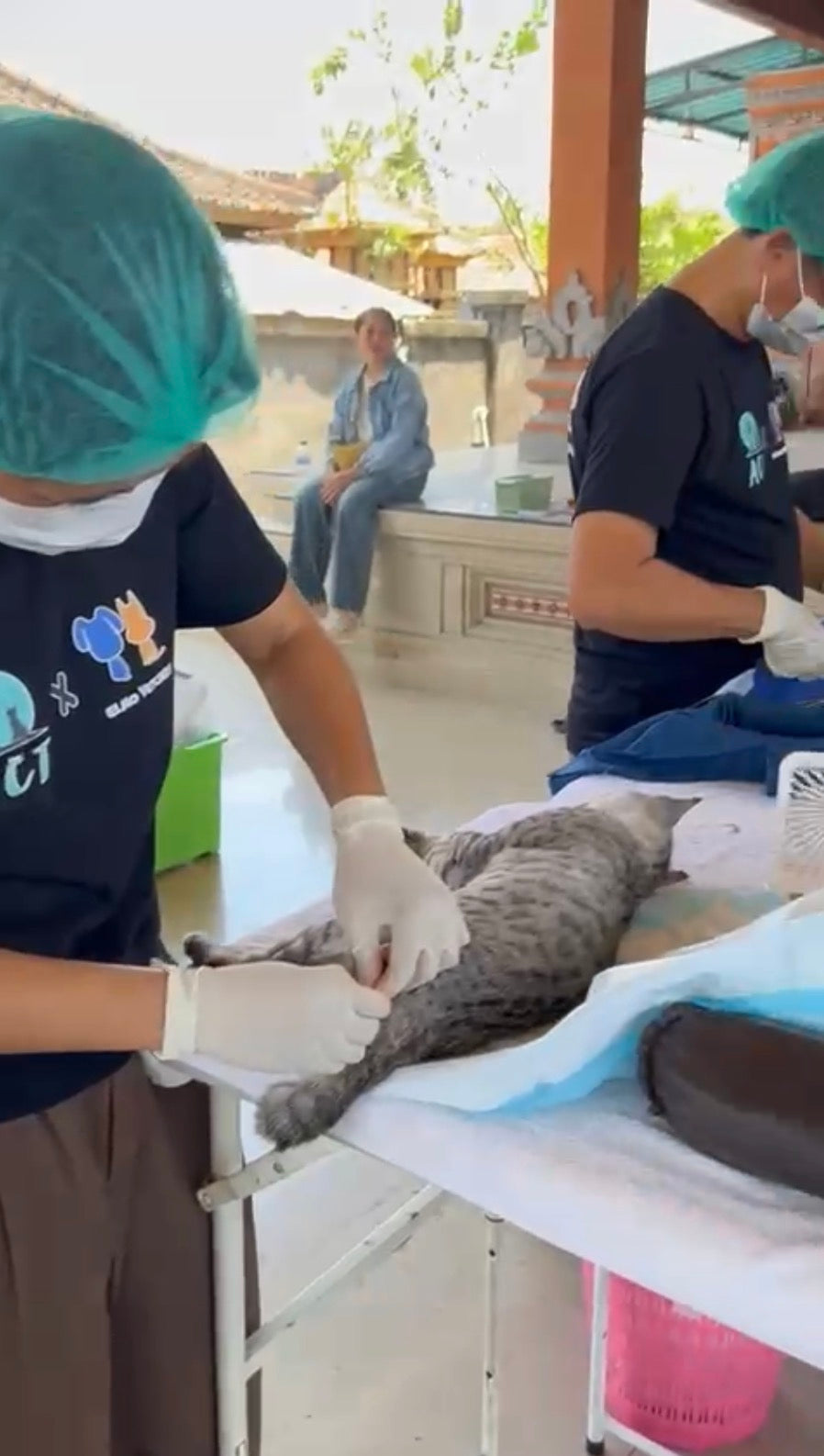 Sponsor a Sterilisation