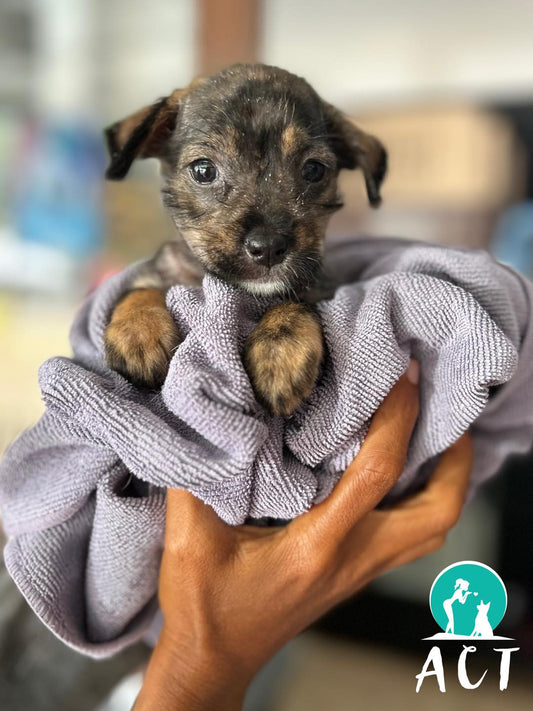 Life Saving Bundle 🛟