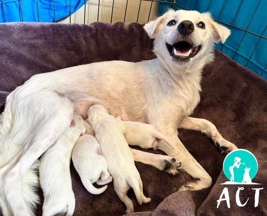 Sponsor a Rescue Dog