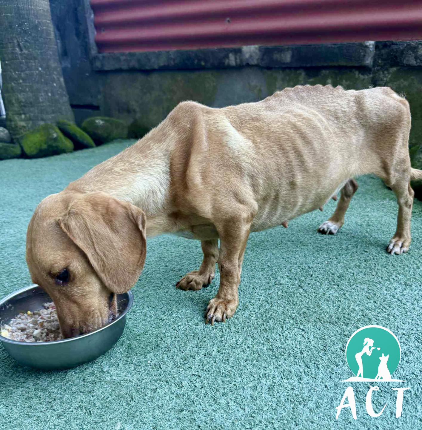 Feed a Rescue Dog