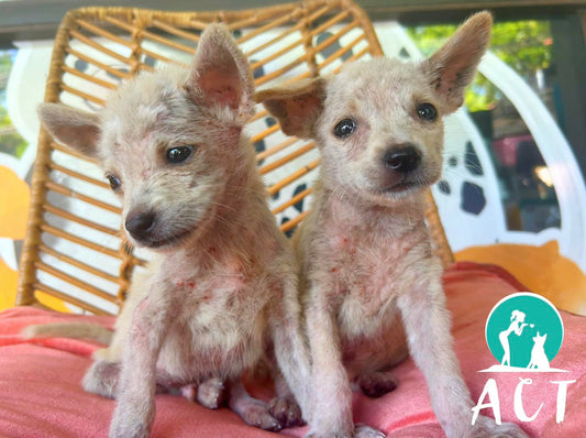 Mission Complete Bundle ⭐️