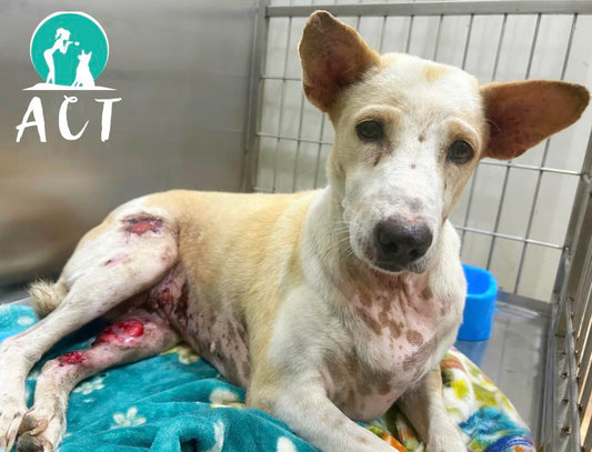 Care Centre Hospitalisation | Help a Medical Rescue  🛟