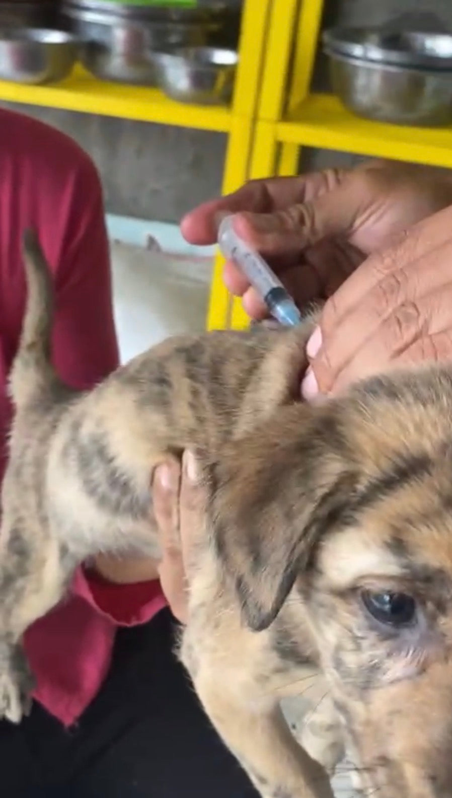 Complete Vaccinations