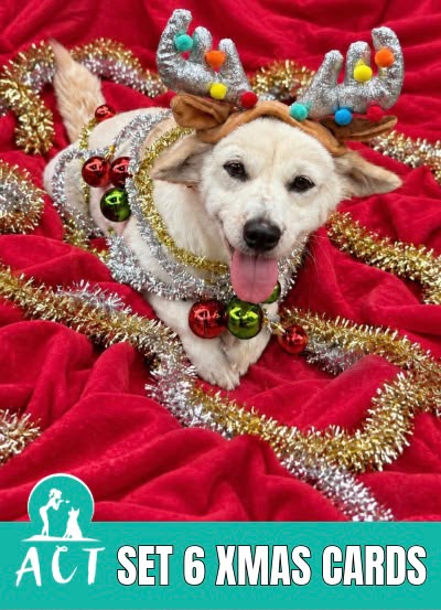 Set of 6 Rescue Doggo Christmas Cards