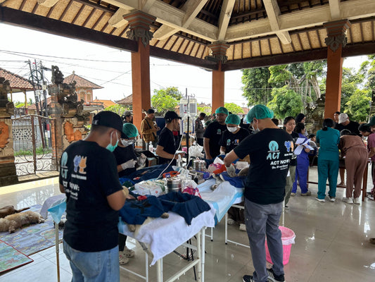 Sponsor a Sterilisation